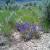 Wild Flowers on Property